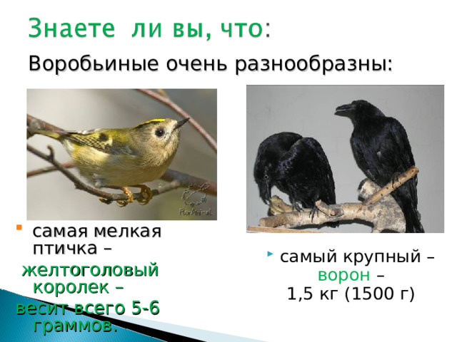 Воробьиные очень разнообразны: самая мелкая птичка –  желтоголовый королек – весит всего 5-6 граммов. самый крупный –  ворон – 1,5 кг (1500 г) 