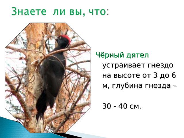 Чёрный дятел  устраивает гнездо на высоте от 3 до 6 м, глубина гнезда –  30 - 40 см. 