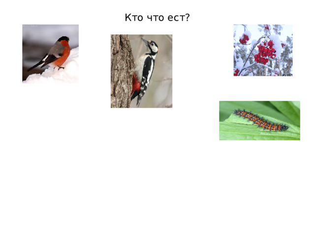 Кто что ест? 