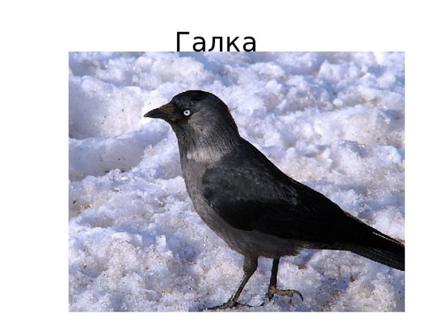 Галка 