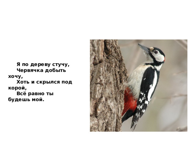  Я по дереву стучу,       Червячка добыть хочу,       Хоть и скрылся под корой,       Всё равно ты будешь мой. 