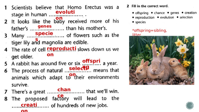 evolution genes *offspring=sibling, litter species reproduction offspring selection chance creation 