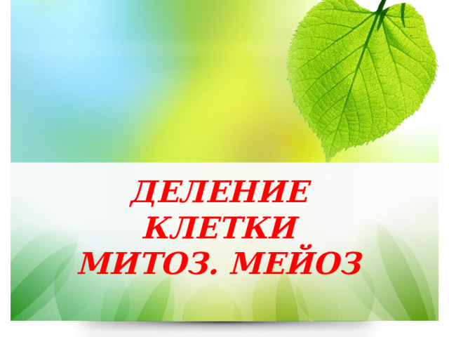 ДЕЛЕНИЕ КЛЕТКИ МИТОЗ. МЕЙОЗ 