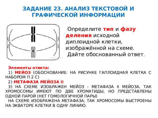 ЗАДАНИЕ 23. АНАЛИЗ ТЕКСТОВОЙ И ГРАФИЧЕСКОЙ ИНФОРМАЦИИ  Определите тип  и фазу деления  исходной диплоидной клетки, изображённой на схеме.  Дайте обоснованный ответ . Элементы ответа: 1) МЕЙОЗ (ОБОСНОВАНИЕ: НА РИСУНКЕ ГАПЛОИДНАЯ КЛЕТКА С НАБОРОМ П 2 С) 2) МЕТАФАЗА МЕЙОЗА II 3) НА СХЕМЕ ИЗОБРАЖЕН МЕЙОЗ - МЕТАФАЗА II МЕЙОЗА, ТАК ХРОМОСОМЫ ИМЕЮТ ПО ДВЕ ХРОМАТИДЫ, НО ПРЕДСТАВЛЕНЫ ОДНОЙ ПАРОЙ (НЕТ ГОМОЛОГИЧНОЙ ПАРЫ) НА СХЕМЕ ИЗОБРАЖЕНА МЕТАФАЗА, ТАК ХРОМОСОМЫ ВЫСТРОЕНЫ НА ЭКВАТОРЕ КЛЕТКИ В ОДНУ ЛИНИЮ.                                                        