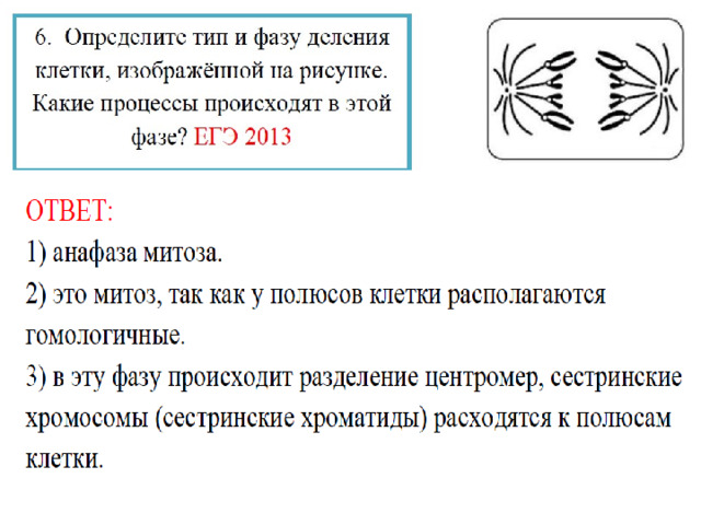 Одна из фаз деления клетки 7 букв. Определите Тип и фазу деления клетки изображенной на рисунке. Назовите Тип и фазу деления. Определите Тип и фазу деления клетки изображенной на рисунке какие.