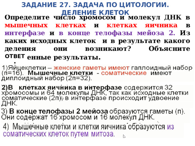 ЗАДАНИЕ 27. ЗАДАЧА ПО ЦИТОЛОГИИ. ДЕЛЕНИЕ КЛЕТОК Яйцеклетки коровы содержат 16 хромосом. Определите число хромосом и молекул ДНК в мышечных клетках и клетках яичника в интерфазе и в конце телофазы мейоза 2. Из каких исходных клеток и в результате какого деления они возникают? Объясните полученные результаты . ОТВЕТ : 