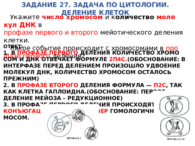 Число хромосом и молекул днк мейоз