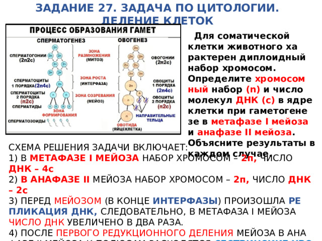 ЗАДАНИЕ 27. ЗАДАЧА ПО ЦИТОЛОГИИ. ДЕЛЕНИЕ КЛЕТОК  Для со­ма­ти­че­ской клет­ки жи­вот­но­го ха­рак­те­рен ди­пло­ид­ный набор хро­мо­сом. Опре­де­ли­те хро­мо­сом­ный набор (n) и число мо­ле­кул ДНК (с) в ядре клет­ки при га­ме­то­ге­не­зе в ме­та­фа­зе I мей­о­за и ана­фа­зе II мей­о­за . Объ­яс­ни­те ре­зуль­та­ты в каж­дом слу­чае. СХЕМА РЕ­ШЕ­НИЯ ЗА­ДА­ЧИ ВКЛЮ­ЧА­ЕТ: 1) В МЕ­ТА­ФА­ЗЕ I МЕЙ­О­ЗА НАБОР ХРО­МО­СОМ – 2п, ЧИСЛО ДНК – 4с 2) В АНА­ФА­ЗЕ II МЕЙ­О­ЗА НАБОР ХРО­МО­СОМ – 2п, ЧИСЛО ДНК – 2с 3) ПЕРЕД МЕЙ­О­ЗОМ (В КОНЦЕ ИН­ТЕР­ФА­ЗЫ ) ПРО­ИЗО­ШЛА РЕ­ПЛИ­КА­ЦИЯ ДНК, СЛЕ­ДО­ВА­ТЕЛЬ­НО, В МЕ­ТА­ФА­ЗА I МЕЙ­О­ЗА ЧИСЛО ДНК УВЕ­ЛИ­ЧЕ­НО В ДВА РАЗА. 4) ПОСЛЕ ПЕР­ВО­ГО РЕ­ДУК­ЦИ­ОН­НО­ГО ДЕ­ЛЕ­НИЯ МЕЙ­О­ЗА В АНА­ФА­ЗЕ II МЕЙ­О­ЗА К ПО­ЛЮ­САМ РАС­ХО­ДЯТ­СЯ СЕСТ­РИН­СКИЕ ХРО­МА­ТИ­ДЫ (ХРО­МО­СО­МЫ), ПО­ЭТО­МУ ЧИСЛО ХРО­МО­СОМ РАВНО ЧИСЛУ ДНК. 