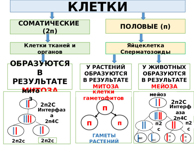 КЛЕТКИ ПОЛОВЫЕ (п) СОМАТИЧЕСКИЕ  (2п) Яйцеклетка Клетки тканей и органов Сперматозоиды У ЖИВОТНЫХ ОБРАЗУЮТСЯ В РЕЗУЛЬТАТЕ МЕЙОЗА У РАСТЕНИЙ ОБРАЗУЮТСЯ В РЕЗУЛЬТАТЕ МИТОЗА ОБРАЗУЮТСЯ В РЕЗУЛЬТАТЕ МИТОЗА мейоз митоз клетки гаметофитов 2п2С п 2п2С Интерфаза 2п4С Интерфаза 2п4С п п п2с п2с пс  пс пс пс ГАМЕТЫ РАСТЕНИЙ 2п2с 2п2с 