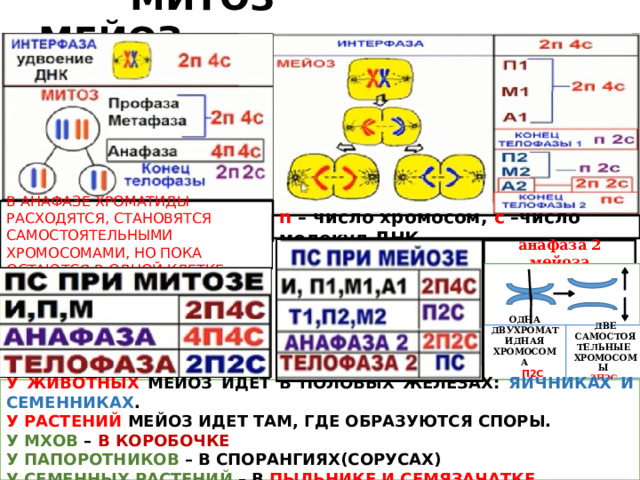  МИТОЗ МЕЙОЗ В АНАФАЗЕ ХРОМАТИДЫ РАСХОДЯТСЯ, СТАНОВЯТСЯ САМОСТОЯТЕЛЬНЫМИ ХРОМОСОМАМИ, НО ПОКА ОСТАЮТСЯ В ОДНОЙ КЛЕТКЕ n – число хромосом, с –число молекул ДНК анафаза 2 мейоза ОДНА ДВЕ САМОСТОЯТЕЛЬНЫЕ ХРОМОСОМЫ ДВУХРОМАТИДНАЯ ХРОМОСОМА 2П2С  П2С  У  ЖИВОТНЫХ МЕЙОЗ ИДЕТ В ПОЛОВЫХ ЖЕЛЕЗАХ: ЯИЧНИКАХ И СЕМЕННИКАХ . У РАСТЕНИЙ МЕЙОЗ ИДЕТ ТАМ, ГДЕ ОБРАЗУЮТСЯ СПОРЫ. У МХОВ – В  КОРОБОЧКЕ У ПАПОРОТНИКОВ – В СПОРАНГИЯХ(СОРУСАХ) У СЕМЕННЫХ РАСТЕНИЙ – В ПЫЛЬНИКЕ И СЕМЯЗАЧАТКЕ 