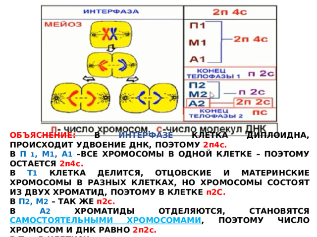 ОБЪЯСНЕНИЕ: В ИНТЕРФАЗЕ КЛЕТКА ДИПЛОИДНА, ПРОИСХОДИТ УДВОЕНИЕ ДНК, ПОЭТОМУ 2п4с. В П  1 , М 1 , А 1  –ВСЕ ХРОМОСОМЫ В ОДНОЙ КЛЕТКЕ – ПОЭТОМУ ОСТАЕТСЯ 2п4с. В Т 1 КЛЕТКА ДЕЛИТСЯ, ОТЦОВСКИЕ И МАТЕРИНСКИЕ ХРОМОСОМЫ В РАЗНЫХ КЛЕТКАХ, НО ХРОМОСОМЫ СОСТОЯТ ИЗ ДВУХ ХРОМАТИД, ПОЭТОМУ В КЛЕТКЕ п2С. В П 2 , М 2  – ТАК ЖЕ п2с. В А 2 ХРОМАТИДЫ ОТДЕЛЯЮТСЯ, СТАНОВЯТСЯ САМОСТОЯТЕЛЬНЫМИ ХРОМОСОМАМИ , ПОЭТОМУ ЧИСЛО ХРОМОСОМ И ДНК РАВНО 2п2с. В Т 2 – В КЛЕТКАХ пс. 