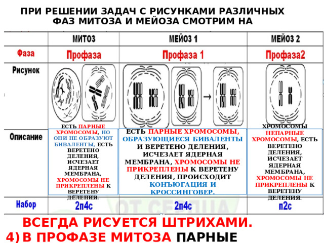 Набор хромосом и днк в мейозе