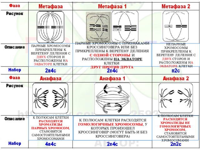 ПАРНЫЕ ХРОМОСОМЫ ПРИКРЕПЛЕНЫ К ВЕРЕТЕНУ ДЕЛЕНИЯ С ДВУХ СТОРОН И РАСПОЛОЖЕНЫ Н А ЭКВАТОРЕ КЛЕТКИ НЕПАРНЫЕ ХРОМОСОМЫ ПРИКРЕПЛЕНЫ К ВЕРЕТЕНУ ДЕЛЕНИЯ С ДВУХ СТОРОН И РАСПОЛОЖЕНЫ Н А ЭКВАТОРЕ КЛЕТКИ ПАРНЫЕ ХРОМОСОМЫ С ПРИЗНАКАМИ КРОССИНГОВЕРА ИЛИ БЕЗ ПРИКРЕПЛЕНЫ К ВЕРЕТЕНУ ДЕЛЕНИЯ С ОДНОЙ СТОРОНЫ И РАСПОЛОЖЕНЫ НА ЭКВАТОРЕ КЛЕТКИ ДРУГ ПРОТИВ ДРУГА К ПОЛЮСАМ КЛЕТКИ РАСХОДЯТСЯ ХРОМАТИДЫ ПАРНЫХ ХРОМОСОМ , СТАНОВЯТСЯ САМОСТОЯТЕЛЬНЫМИ ХРОМОСОМАМИ К ПОЛЮСАМ КЛЕТКИ РАСХОДЯТСЯ ХРОМАТИДЫ НЕ ГОМОЛОГИЧНЫХ ХРОМОСОМ , СТАНОВЯТСЯ САМОСТОЯТЕЛЬНЫМИ ХРОМОСОМАМИ К ПОЛЮСАМ КЛЕТКИ РАСХОДЯТСЯ ГОМОЛОГИЧНЫЕ ХРОМОСОМЫ , У КОТОРЫХ ПРОИЗОШЕЛ КРОССИНГОВЕР (МОГУТ БЫТЬ И БЕЗ КРОССИНГОВЕРА) 