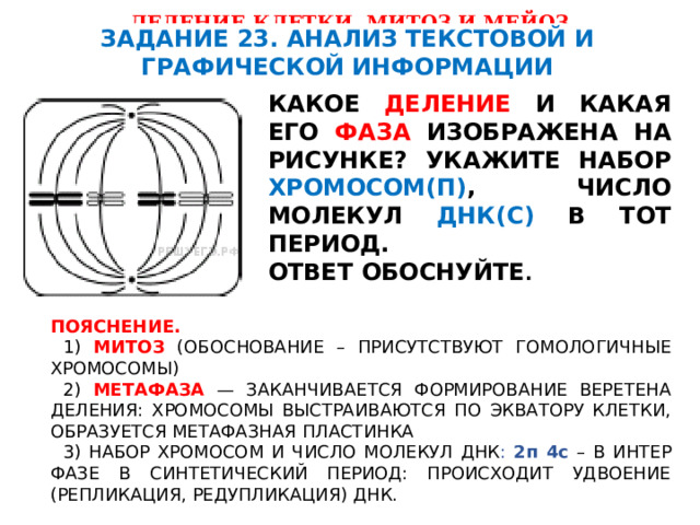 ДЕЛЕНИЕ КЛЕТКИ. МИТОЗ И МЕЙОЗ. ЗАДАНИЯ, КОТОРЫЕ ВСТРЕЧАЮТСЯ ВО ВТОРОЙ ЧАСТИ ЕГЭ ЗАДАНИЕ 23. АНАЛИЗ ТЕКСТОВОЙ И ГРАФИЧЕСКОЙ ИНФОРМАЦИИ КАКОЕ ДЕЛЕНИЕ И КАКАЯ ЕГО ФАЗА ИЗОБРАЖЕНА НА РИСУНКЕ? УКАЖИТЕ НАБОР ХРОМОСОМ(П) , ЧИСЛО МОЛЕКУЛ ДНК(С) В ТОТ ПЕРИОД. ОТВЕТ ОБОСНУЙТЕ . ПОЯСНЕНИЕ. 1) МИТОЗ (ОБОСНОВАНИЕ – ПРИСУТСТВУЮТ ГОМОЛОГИЧНЫЕ ХРОМОСОМЫ) 2) МЕ­ТА­ФА­ЗА — ЗА­КАН­ЧИ­ВА­ЕТ­СЯ ФОРМИРОВАНИЕ ВЕ­РЕ­ТЕ­НА ДЕЛЕНИЯ: ХРО­МО­СО­МЫ ВЫСТРАИВАЮТСЯ ПО ЭК­ВА­ТО­РУ КЛЕТКИ, ОБ­РА­ЗУ­ЕТ­СЯ МЕТАФАЗНАЯ ПЛАСТИНКА 3) НАБОР ХРО­МО­СОМ И ЧИСЛО МО­ЛЕ­КУЛ ДНК : 2п 4с – В ИН­ТЕР­ФА­ЗЕ В СИН­ТЕ­ТИ­ЧЕ­СКИЙ ПЕРИОД: ПРО­ИС­ХО­ДИТ УДВОЕНИЕ (РЕПЛИКАЦИЯ, РЕДУПЛИКАЦИЯ) ДНК. 