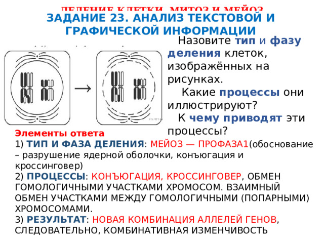 ДЕЛЕНИЕ КЛЕТКИ. МИТОЗ И МЕЙОЗ. ЗАДАНИЯ, КОТОРЫЕ ВСТРЕЧАЮТСЯ ВО ВТОРОЙ ЧАСТИ ЕГЭ ЗАДАНИЕ 23. АНАЛИЗ ТЕКСТОВОЙ И ГРАФИЧЕСКОЙ ИНФОРМАЦИИ  Назовите тип и фазу деления клеток, изображённых на рисунках.  Какие процессы  они иллюстрируют?  К чему приводят эти процессы? Элементы ответа 1) ТИП И ФАЗА ДЕЛЕНИЯ : МЕЙОЗ — ПРОФАЗА1 (обоснование – разрушение ядерной оболочки, конъюгация и кроссинговер) 2) ПРОЦЕССЫ : КОНЪЮГАЦИЯ, КРОССИНГОВЕР , ОБМЕН ГОМОЛОГИЧНЫМИ УЧАСТКАМИ ХРОМОСОМ. ВЗАИМНЫЙ ОБМЕН УЧАСТКАМИ МЕЖДУ ГОМОЛОГИЧНЫМИ (ПОПАРНЫМИ) ХРОМОСОМАМИ. 3) РЕЗУЛЬТАТ : НОВАЯ КОМБИНАЦИЯ АЛЛЕЛЕЙ ГЕНОВ , СЛЕДОВАТЕЛЬНО, КОМБИНАТИВНАЯ ИЗМЕНЧИВОСТЬ 