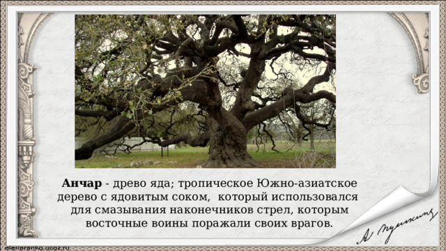 Анчар - древо яда; тропическое Южно-азиатское дерево с ядовитым соком, который использовался для смазывания наконечников стрел, которым восточные воины поражали своих врагов. 
