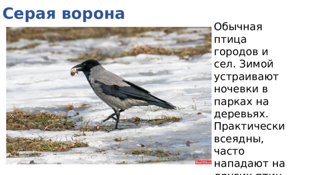 Серая ворона Обычная птица городов и сел. Зимой устраивают ночевки в парках на деревьях. Практически всеядны, часто нападают на других птиц 