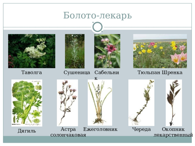 Болото-лекарь Тюльпан Шренка Сабельник Сушеница Таволга Астра солончаковая Ежеголовник Череда Окопник лекарственный Дягиль 