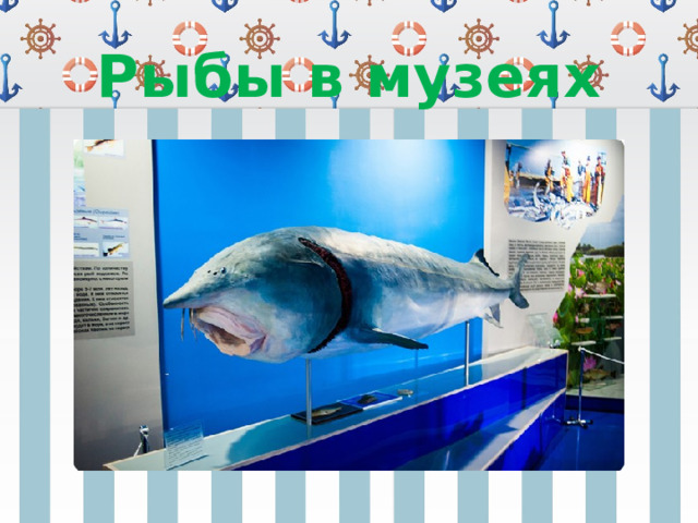 Рыбы в музеях 