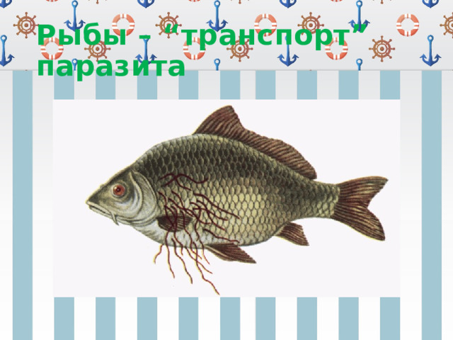 Рыбы – “транспорт” паразита 