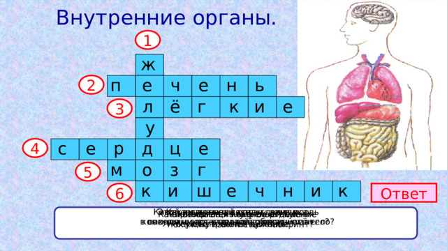 Какие органы входят в отделы внутренней кухни человека