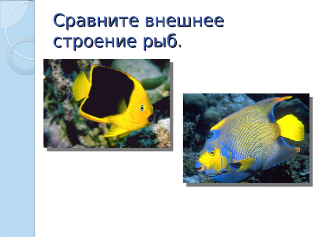 Сравните внешнее строение рыб. 