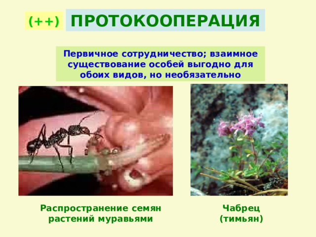 ПРОТОКООПЕРАЦИЯ (++) Первичное сотрудничество; взаимное существование особей выгодно для обоих видов, но необязательно Распространение семян растений муравьями Чабрец (тимьян) 