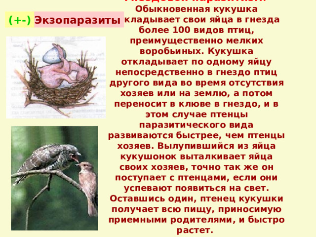 Гнездовой паразитизм .   Обыкновенная кукушка откладывает свои яйца в гнезда более 100 видов птиц, преимущественно мелких воробьиных. Кукушка откладывает по одному яйцу непосредственно в гнездо птиц другого вида во время отсутствия хозяев или на землю, а потом переносит в клюве в гнездо, и в этом случае птенцы паразитического вида развиваются быстрее, чем птенцы хозяев. Вылупившийся из яйца кукушонок выталкивает яйца своих хозяев, точно так же он поступает с птенцами, если они успевают появиться на свет. Оставшись один, птенец кукушки получает всю пищу, приносимую приемными родителями, и быстро растет.   Экзопаразиты (+-) 