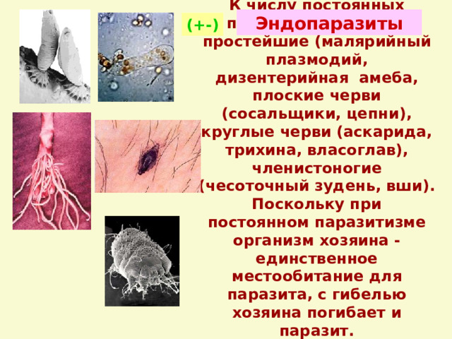 Эндопаразиты К числу постоянных паразитов относятся простейшие (малярийный плазмодий, дизентерийная амеба, плоские черви (сосальщики, цепни), круглые черви (аскарида, трихина, власоглав), членистоногие (чесоточный зудень, вши). Поскольку при постоянном паразитизме организм хозяина - единственное местообитание для паразита, с гибелью хозяина погибает и паразит.   (+-) 