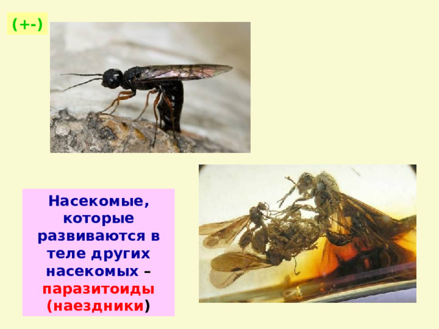 (+-) Насекомые, которые развиваются в теле других насекомых – паразитоиды (наездники ) 