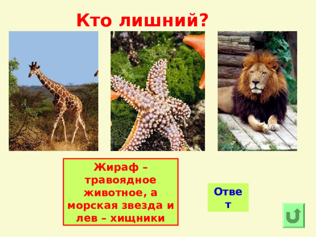 Кто лишний? Жираф – травоядное животное, а морская звезда и лев – хищники Ответ 