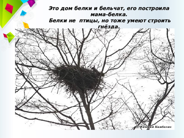 Это дом белки и бельчат , его построила мама - белка.  Белки не птицы , но тоже умеют строить гнёзда. 