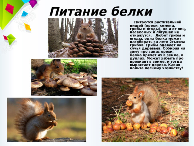 Питание белки  Питаются растительной пищей (орехи, семена, грибы и ягоды), но и от яиц, насекомых и лягушек не откажутся. Любят грибы и ягоды, одна белка может насобирать за лето 2тыс ячи  грибов. Грибы одевает на сучья деревьев. Собирая на зиму про запас орехи, белка прячет их в земле, в дуплах. Может забыть про провиант в земле, и тогда вырастает дерево. Какая польза лесному хозяйству!    