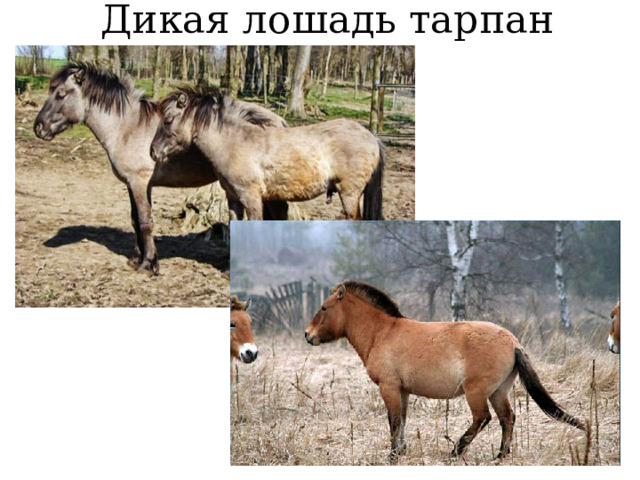 Дикая лошадь тарпан