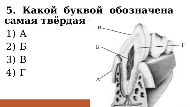 5. Какой буквой обозначена самая твёрдая часть зуба? 1)  А 2)  Б 3)  В 4)  Г 