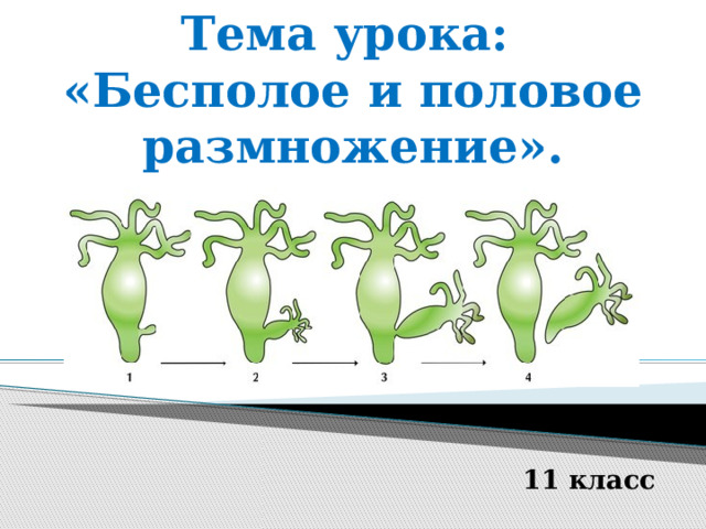 Тема урока:  «Бесполое и половое размножение». 11 класс 