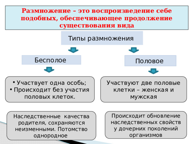 Размножение – это воспроизведение себе подобных, обеспечивающее продолжение существования вида Типы размножения Половое Бесполое Участвует одна особь; Происходит без участия половых клеток. Участвуют две половые клетки – женская и мужская Происходит обновление наследственных свойств у дочерних поколений организмов Наследственные качества родителя, сохраняются неизменными. Потомство однородное 