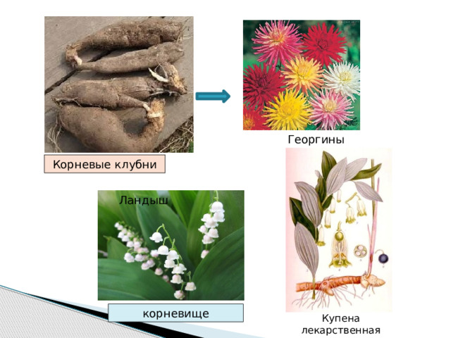 Георгины Корневые клубни Ландыш корневище Купена лекарственная 