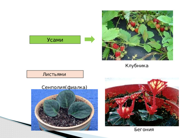 Усами Клубника Листьями  Сенполия(фиалка) Бегония 