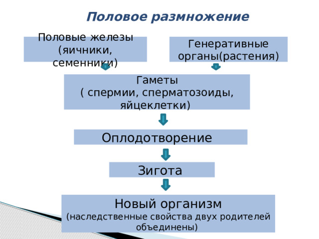 Генеративные органы размножения. Половое размножение в природе.