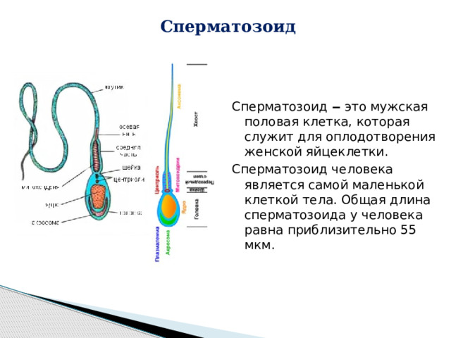  Сперматозоид Сперматозоид  ‒  это мужская половая клетка, которая служит для оплодотворения женской яйцеклетки. Сперматозоид человека является самой маленькой клеткой тела. Общая длина сперматозоида у человека равна приблизительно 55 мкм. 