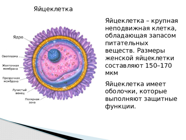 Яйцеклетка Яйцеклетка – крупная неподвижная клетка, обладающая запасом питательных веществ. Размеры женской яйцеклетки составляют 150–170 мкм Яйцеклетка имеет оболочки, которые выполняют защитные функции. 