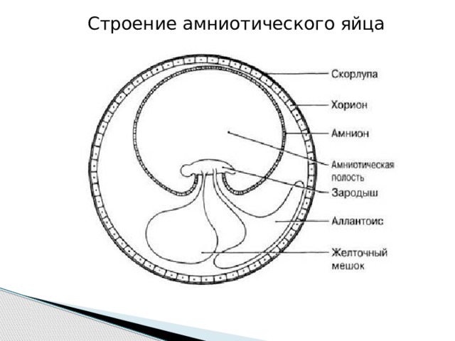 Строение амниотического яйца 