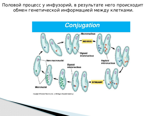 Половой процесс у инфузорий, в результате него происходит обмен генетической информацией между клетками. 