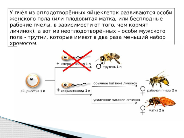 У пчёл из оплодотворённых яйцеклеток развиваются особи женского пола (или плодовитая матка, или бесплодные рабочие пчёлы, в зависимости от того, чем кормят личинок), а вот из неоплодотворённых – особи мужского пола - трутни, которые имеют в два раза меньший набор хромосом. партеногенез 