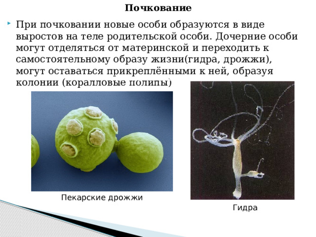 Почкование При почковании новые особи образуются в виде выростов на теле родительской особи. Дочерние особи могут отделяться от материнской и переходить к самостоятельному образу жизни(гидра, дрожжи), могут оставаться прикреплёнными к ней, образуя колонии (коралловые полипы)   Пекарские дрожжи Пекарские дрожжи Гидра  