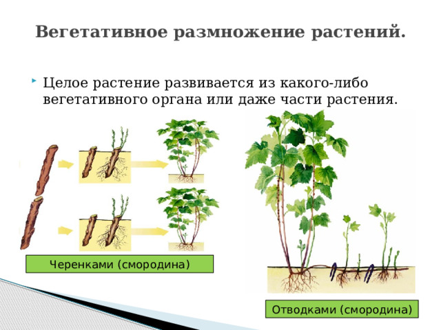 Вегетативное размножение растений.   Целое растение развивается из какого-либо вегетативного органа или даже части растения. Черенками (смородина) Отводками (смородина) 