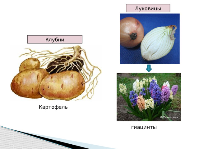 Луковицы Клубни Картофель гиацинты 