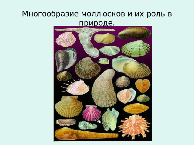 Многообразие моллюсков и их роль в природе. 