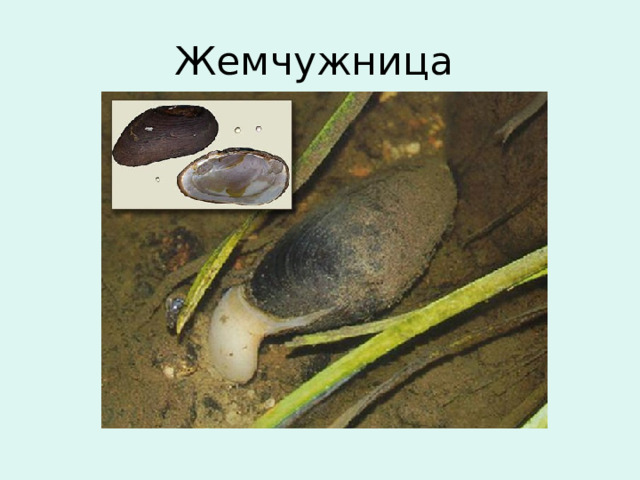 Жемчужница Это пресноводный моллюск. В нашей стране пресноводные жемчужницы живут в быстрых, очень чистых реках на севере европейской части и на Дальнем Востоке. 